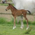 Madjima Milin Riant